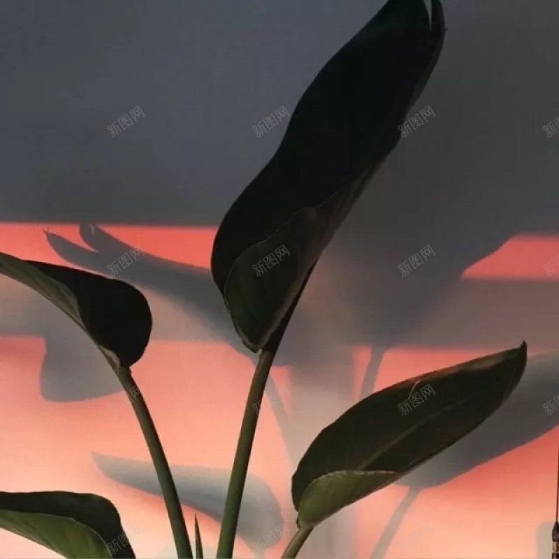 背景绿植背景小物请设置背景jpg设计背景_新图网 https://ixintu.com 背景绿植