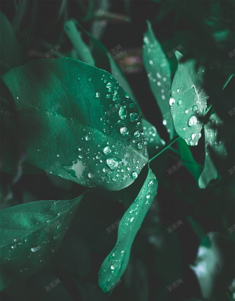 自然背景树叶露水叶子背景叶jpg设计背景_新图网 https://ixintu.com 叶子背景