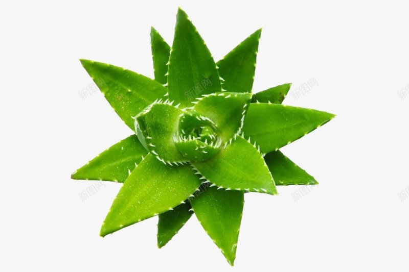 手绘芦荟插图绿色植物png免抠素材_新图网 https://ixintu.com 绿色 芦荟 叶片 芦荟胶 唯美 手绘 小刺 手账 插图 家庭 装饰 植物 小清新 绿植 蕨类