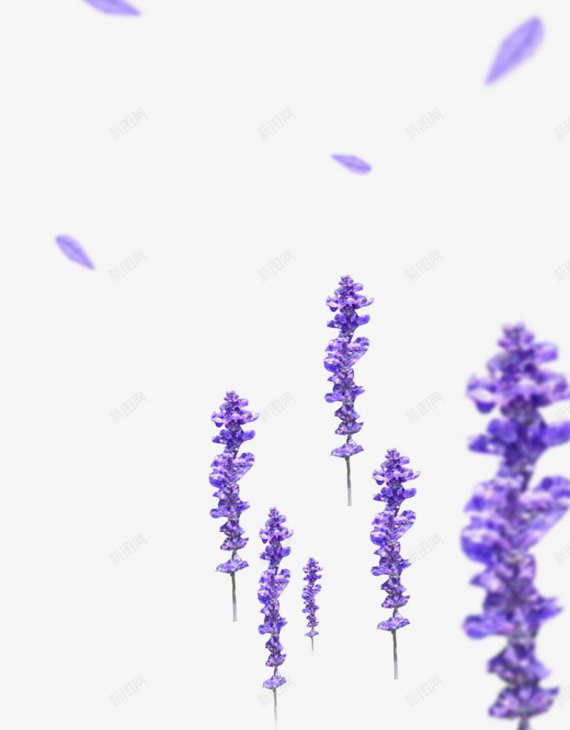紫色薰衣草透明植物花朵鲜花花卉玫瑰花郁金png免抠素材_新图网 https://ixintu.com 免扣 植物花朵 牡丹花 玫瑰花 花卉 花瓣 荷花 薰衣草 郁金香 鲜花
