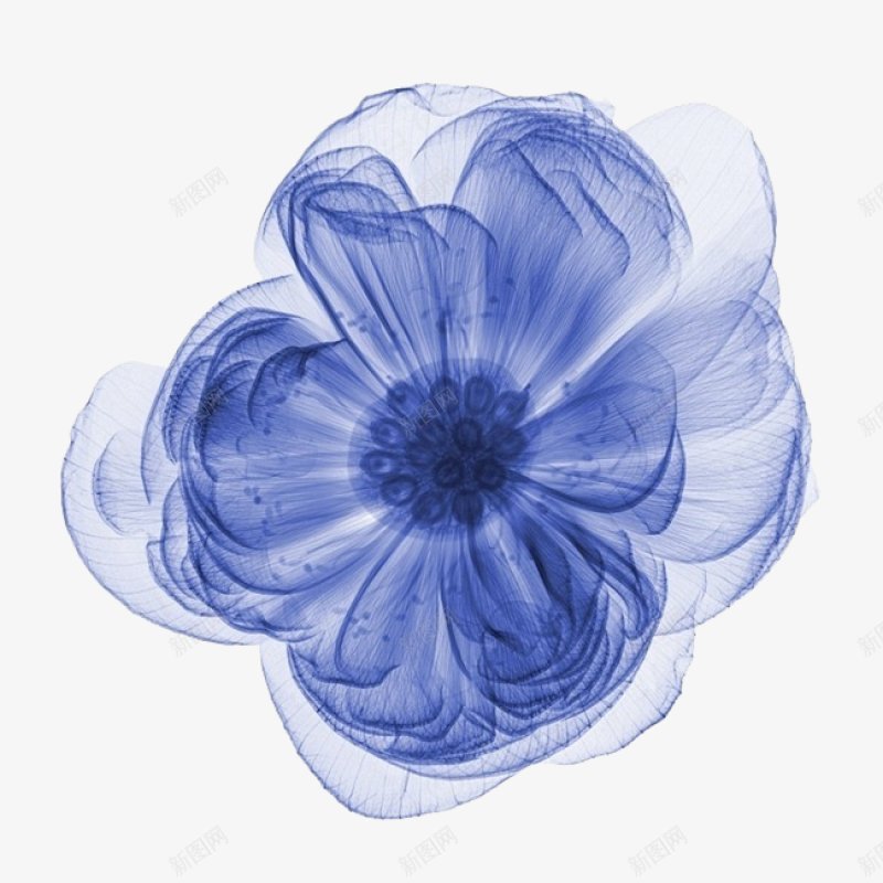 手绘蓝色花卉鲜花透明图案png免抠素材_新图网 https://ixintu.com 蓝色花朵 植物 鲜花插画 手绘花朵 植物鲜花 透明背景图案