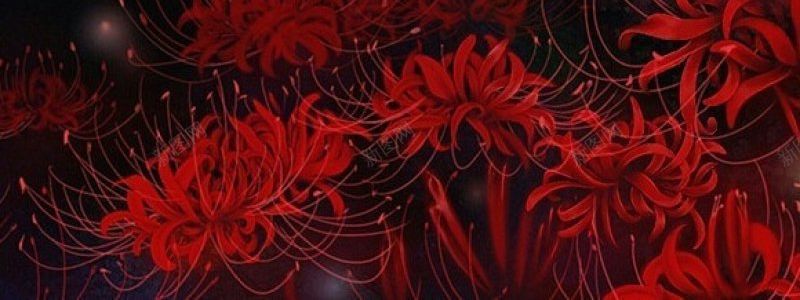 彼岸花曼珠沙华古风背景图彼岸花黄泉路花开叶落不同驻jpg设计背景_新图网 https://ixintu.com 三涂黄昏处 两望鹊桥渡 云泥人海 几轮朝暮 古风集繁华尘世 弹指生死 彼岸花 彼岸花曼珠沙华古风 背景图 黄泉路