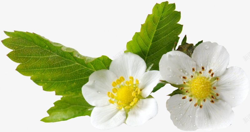 实拍新鲜绿叶白花摄图png免抠素材_新图网 https://ixintu.com 鲜花 叶子 白花 实拍 树叶 水珠 露水 露珠 绿叶 花朵 花束 鲜艳 花
