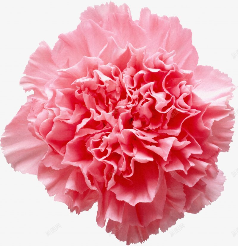 康乃馨母亲节感恩节28插画母亲节父亲教师节png免抠素材_新图网 https://ixintu.com 康乃馨母亲节感恩节 插画母亲节父亲教师节