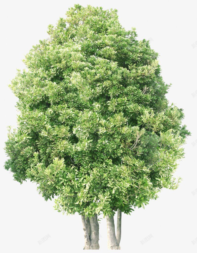 景观树树植物png免抠素材_新图网 https://ixintu.com 免扣 景观树 树 植物
