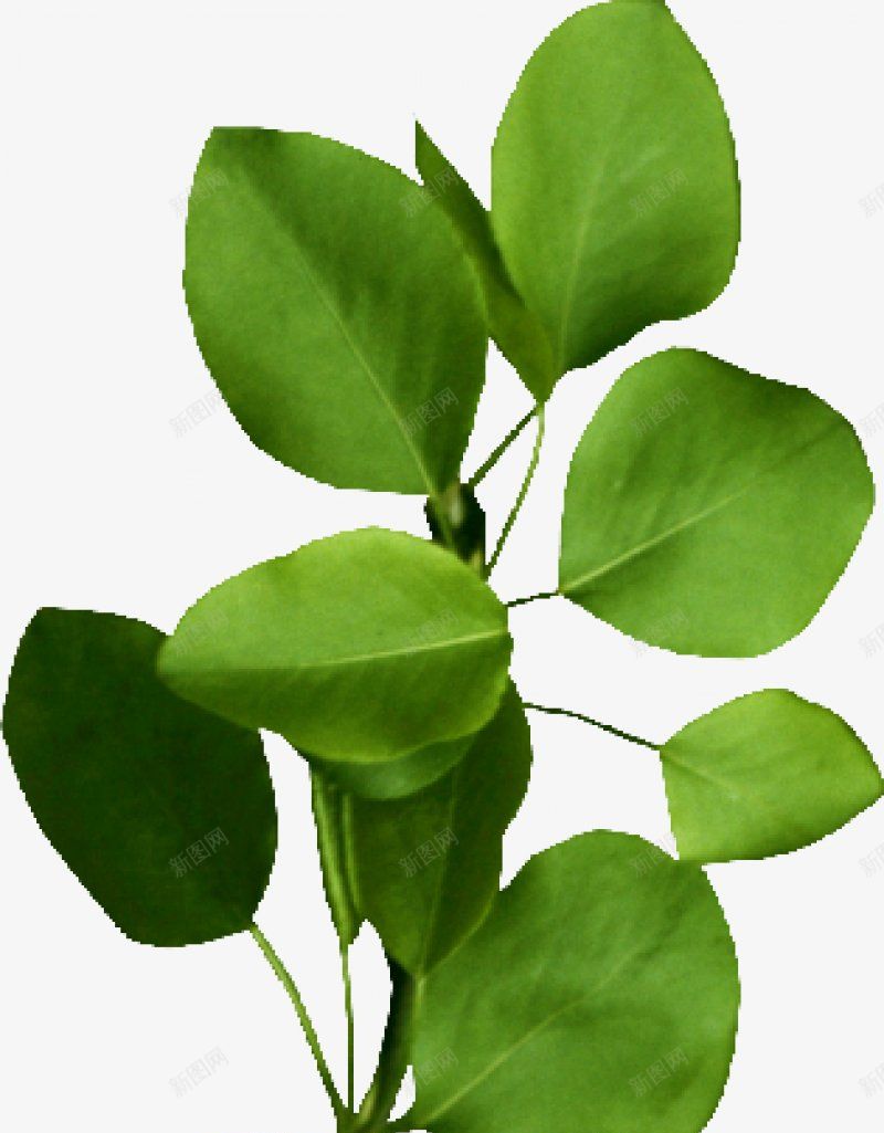 树枝树叶八xcbwuyi6565wuyi花图标png_新图网 https://ixintu.com wuyi xcbwuyi6565 树枝树叶八 花