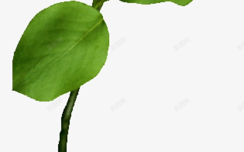 树枝树叶八xcbwuyi6565wuyi花图标png_新图网 https://ixintu.com wuyi xcbwuyi6565 树枝树叶八 花