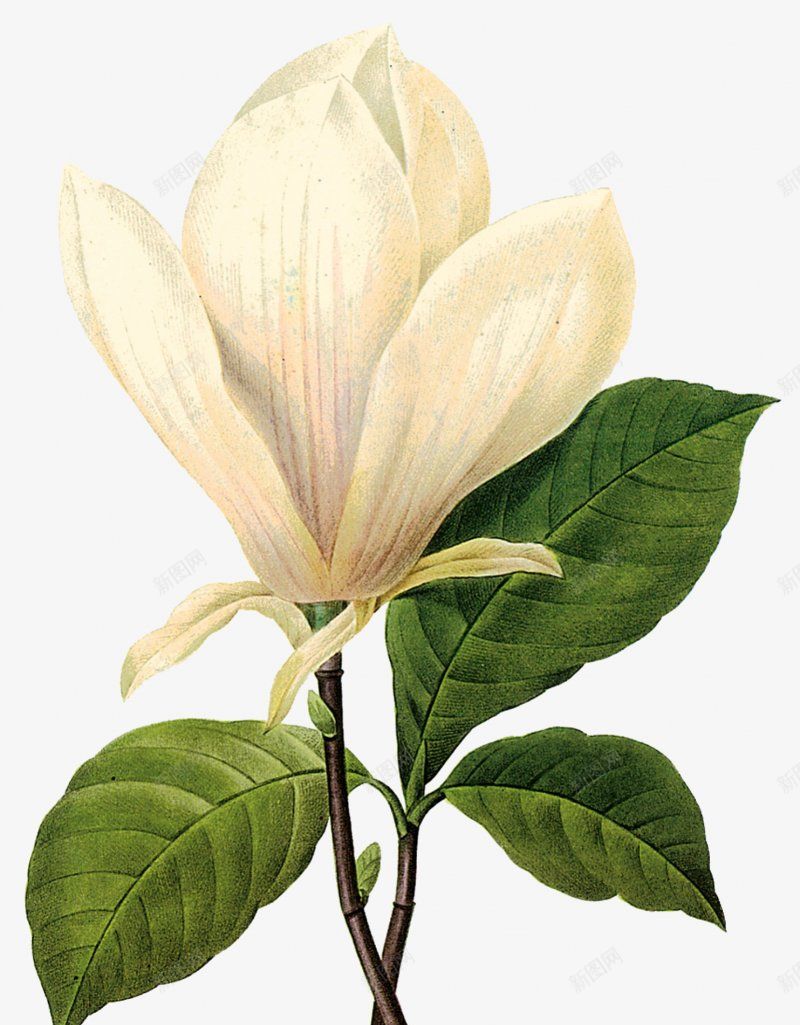 手绘花朵花儿草儿png免抠素材_新图网 https://ixintu.com 免扣 手绘花朵 花儿草儿