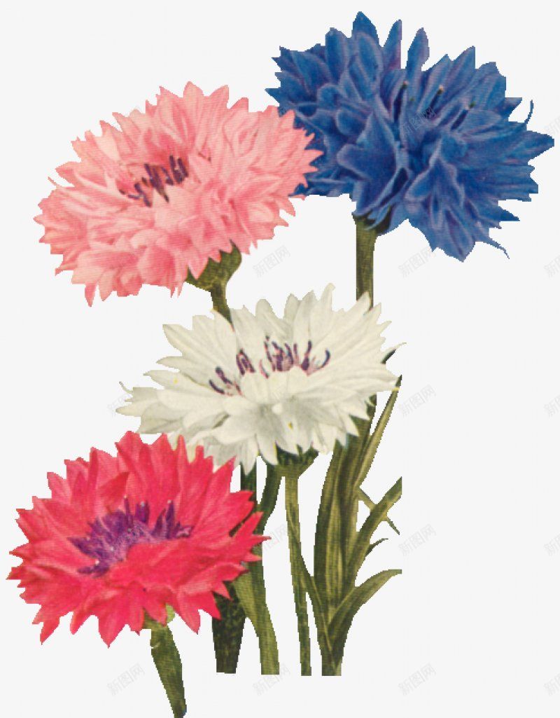 转载花朵手绘工笔水墨png免抠素材_新图网 https://ixintu.com 工笔 手绘 水墨 转载花朵