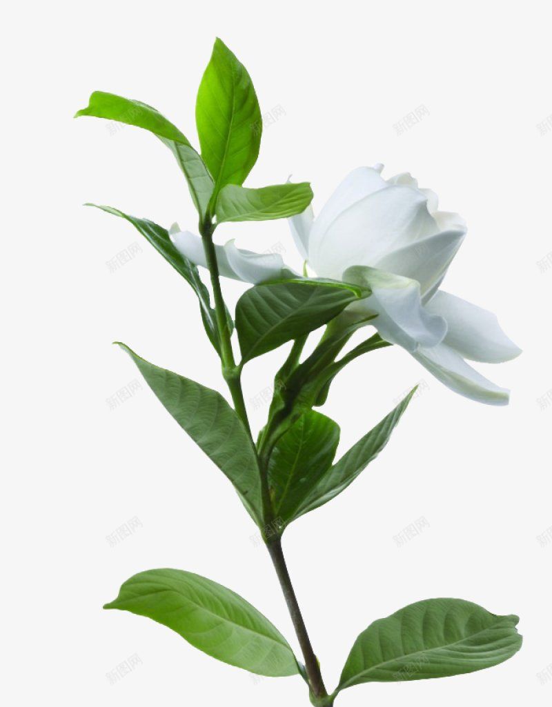 花树叶花朵草地藤条树枝树木植物png免抠素材_新图网 https://ixintu.com 免扣花 树叶 树木 树枝 植物 花朵 草地 藤条