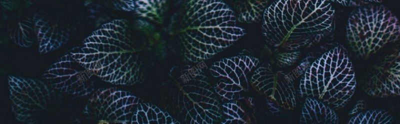 植物叶子植物叶子植物背景背景背景图底图海报背景海报jpg设计背景_新图网 https://ixintu.com 叶子 底图 植物 植物叶子 植物背景 海报底图 海报背景 背景 背景图