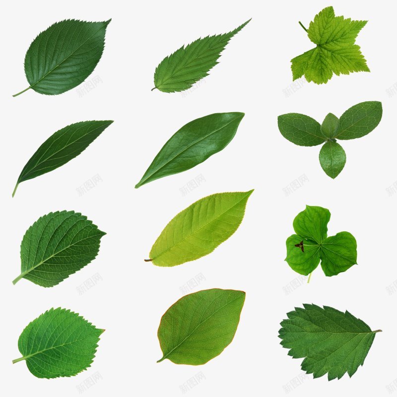 每天分享大量交流QQ群Plant绿图标png_新图网 https://ixintu.com 交流QQ群32998138 干净 栀子 树叶 植物 每天分享大量 水果 绿叶 花 鲜花