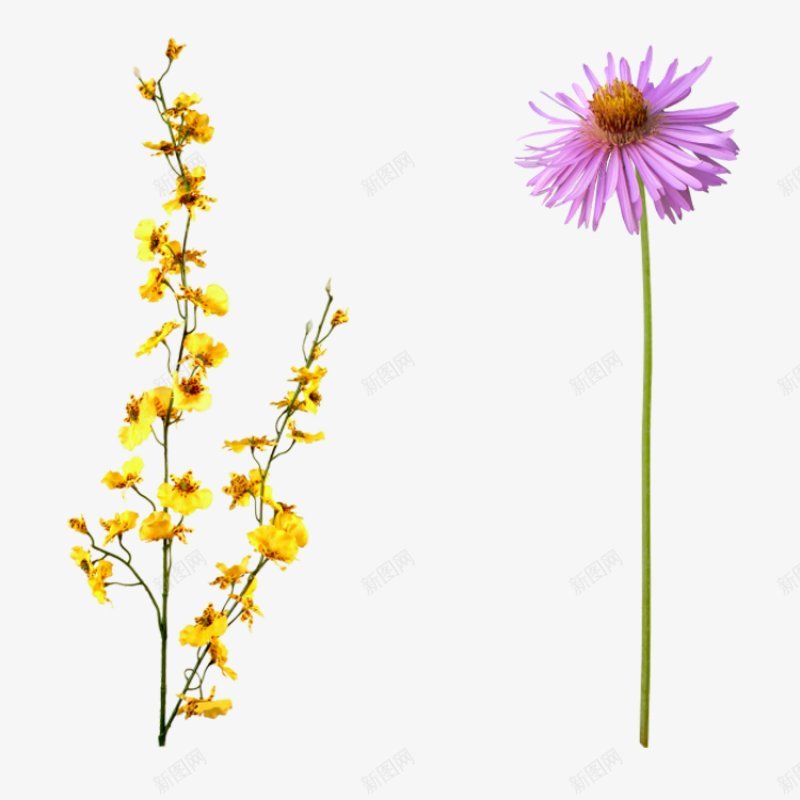 花枝花草第集植物花草树木植物花草树木png免抠素材_新图网 https://ixintu.com 树木 植物 花枝花草图片第集 花草 花草树木植物