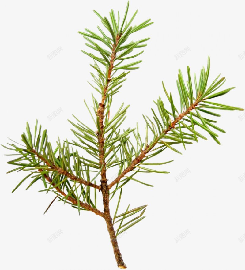 树枝树叶十xcbwuyi6565wuyi绿色植物树图标png_新图网 https://ixintu.com wuyi xcbwuyi6565 叶子 树枝 树枝树叶十 绿色植物