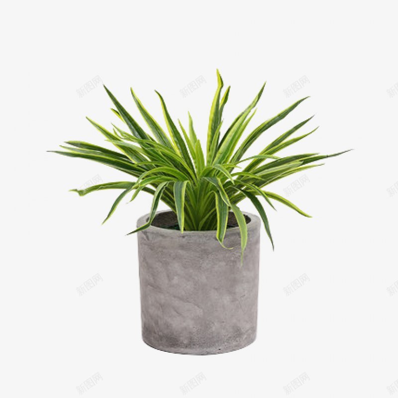 北欧植物ins风盆栽盆栽植物图标png_新图网 https://ixintu.com ins风盆栽 北欧植物 植物 盆栽