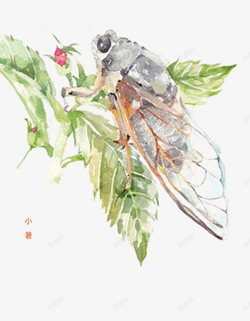 小暑节气手绘插画PNS透明底png免抠素材_新图网 https://ixintu.com PNS透明底 小暑节气 手绘插画