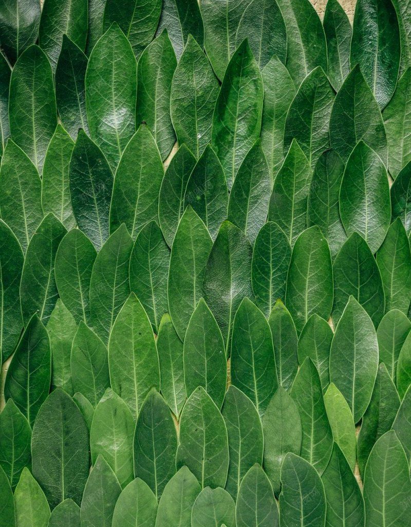 树叶平铺背景图植物集中营jpg设计背景_新图网 https://ixintu.com 树叶平铺背景图 植物集中营
