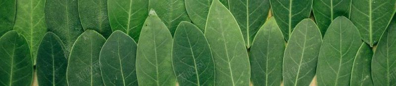 树叶平铺背景图植物集中营jpg设计背景_新图网 https://ixintu.com 树叶平铺背景图 植物集中营