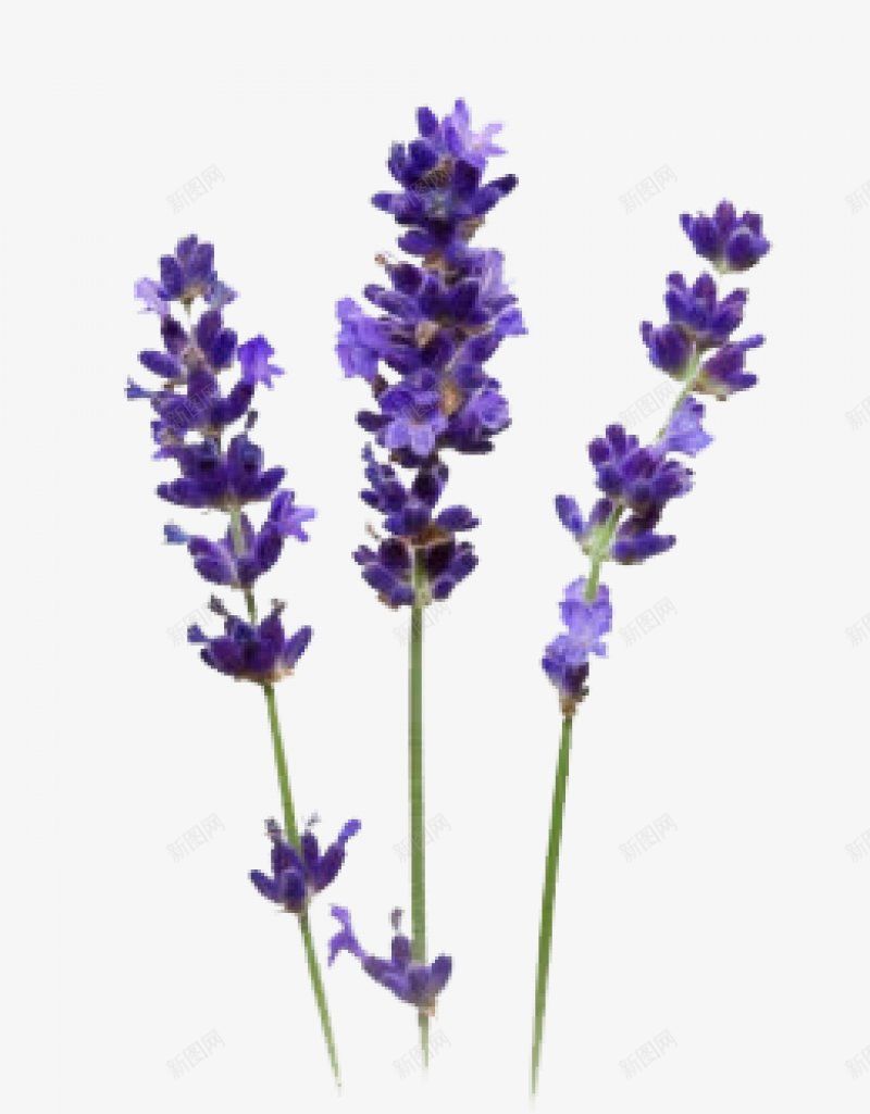 紫色薰衣草透明灬小狮子灬植物花朵鲜花花卉玫瑰花郁金png免抠素材_新图网 https://ixintu.com 免扣 植物花朵 牡丹花 玫瑰花 花卉 花瓣 荷花 薰衣草 郁金香 鲜花