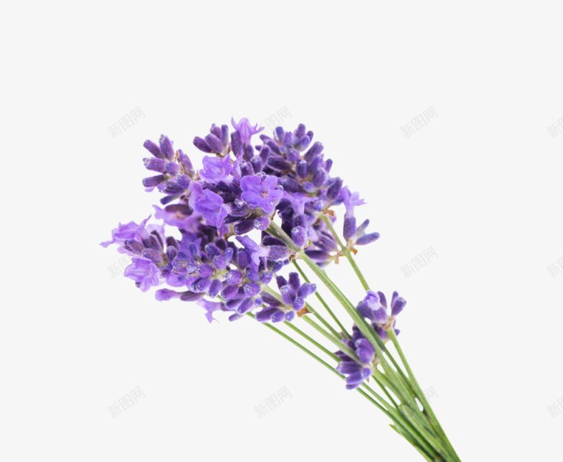 紫色薰衣草透明灬小狮子灬植物花朵鲜花花卉玫瑰花郁金png免抠素材_新图网 https://ixintu.com 免扣 植物花朵 牡丹花 玫瑰花 花卉 花瓣 荷花 薰衣草 郁金香 鲜花