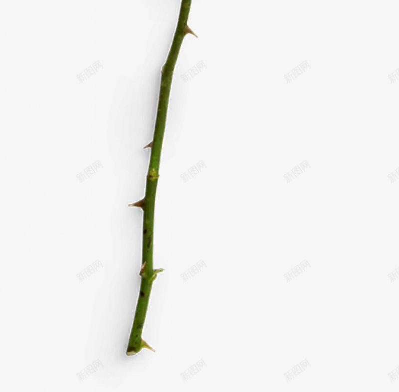 摄影真花玫瑰叶子888花朵植物玫瑰红玫瑰黑玫瑰黄玫png免抠素材_新图网 https://ixintu.com 叶子 摄影真花玫瑰 玫瑰花叶子 玫瑰花瓣 白玫瑰 花朵植物玫瑰红玫瑰 花束 花枝 黄玫瑰 黑玫瑰