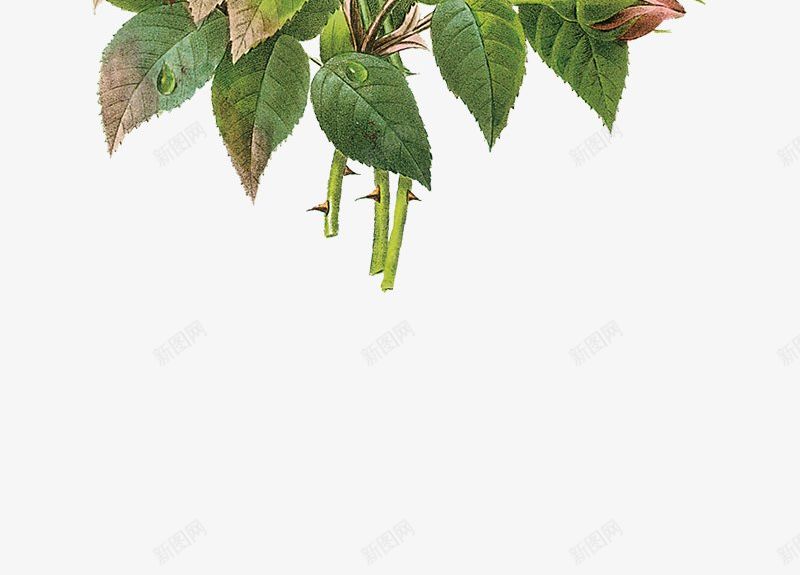 花卉每日更新求关注png免抠素材_新图网 https://ixintu.com 每日更新求关注 花卉