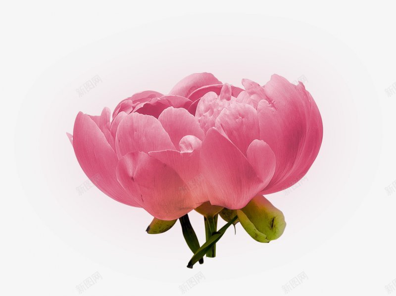 牡丹花朵花束花朵植物玫瑰红玫瑰黑玫瑰黄玫瑰白玫瑰玫png免抠素材_新图网 https://ixintu.com 牡丹花朵花束 玫瑰花叶子 玫瑰花瓣 白玫瑰 花朵植物玫瑰红玫瑰 花束 花枝 花球 黄玫瑰 黑玫瑰