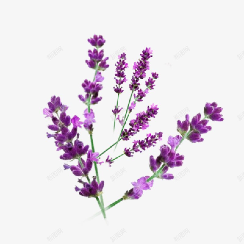 紫色薰衣草透明灬小狮子灬植物花朵鲜花花卉玫瑰花郁金png免抠素材_新图网 https://ixintu.com 免扣 植物花朵 牡丹花 玫瑰花 花卉 花瓣 荷花 薰衣草 郁金香 鲜花