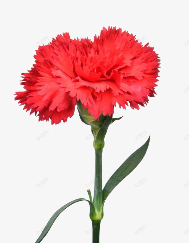 康乃馨母亲节感恩节45插画母亲节父亲教师节png免抠素材_新图网 https://ixintu.com 康乃馨母亲节感恩节 插画母亲节父亲教师节