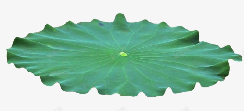 荷叶植物Botany图标png_新图网 https://ixintu.com 植物Botany 荷叶