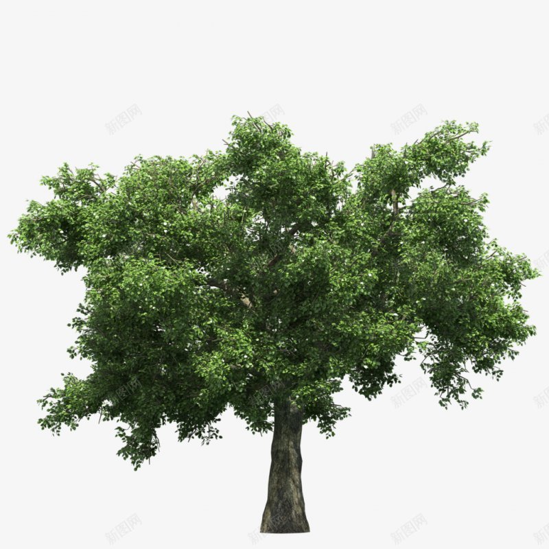 透明树木大全二植物png免抠素材_新图网 https://ixintu.com 植物 透明树木图片大全二