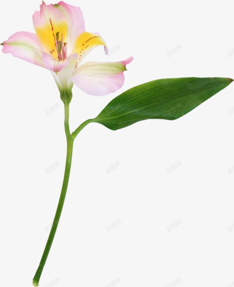 树枝绿叶十四xcbwuyi6565wuyi花图标png_新图网 https://ixintu.com wuyi xcbwuyi6565 树枝绿叶十四 花