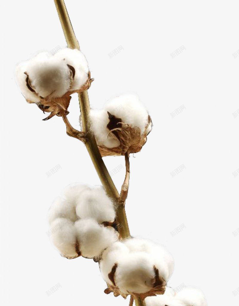 棉花家纺详情材料png免抠素材_新图网 https://ixintu.com 家纺详情材料 棉花