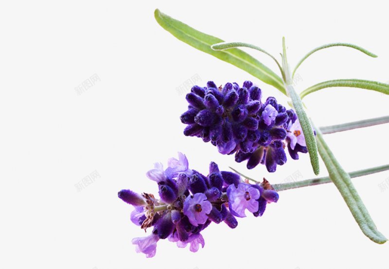 紫色薰衣草透明灬小狮子灬植物花朵鲜花花卉玫瑰花郁金png免抠素材_新图网 https://ixintu.com 免扣 植物花朵 牡丹花 玫瑰花 花卉 花瓣 荷花 薰衣草 郁金香 鲜花