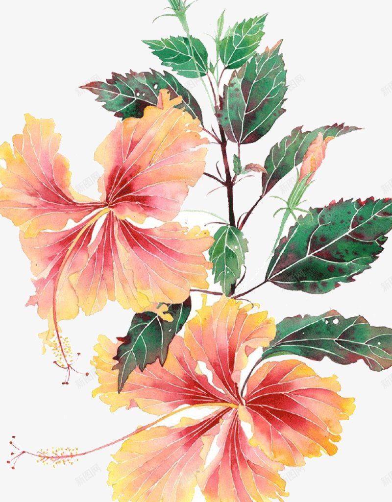 手绘花朵植物鲜花png免抠素材_新图网 https://ixintu.com 叶子 叶子 手绘 手绘花朵 春天 树叶 植物 植物 水彩 用图 立春 绿叶 花朵 贴画插画 鲜花 鲜花