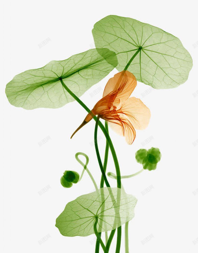 透明荷叶绿色草木绿色草木皆物png免抠素材_新图网 https://ixintu.com 绿色草木绿色草木皆物 透明荷叶
