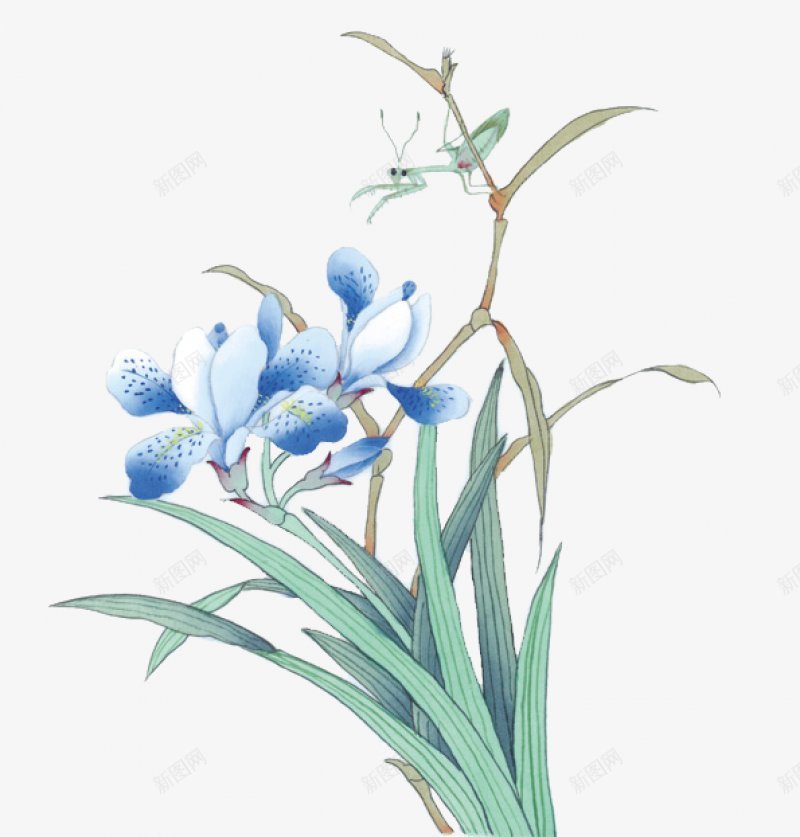 中国工笔画系列花鸟芳芷香惠芳芷香蕙欢迎你花草动植物png免抠素材_新图网 https://ixintu.com 中国工笔画系列花鸟 芳芷香惠 芳芷香蕙欢迎你