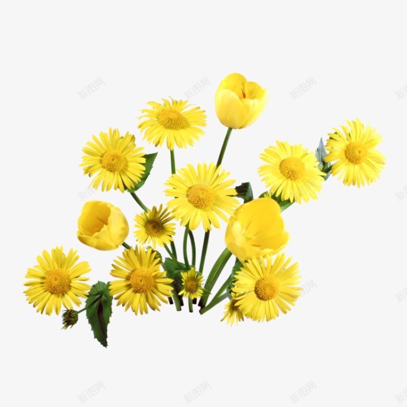 花枝花草第集植物花草树木植物花草树木png免抠素材_新图网 https://ixintu.com 树木 植物 花枝花草图片第集 花草 花草树木植物