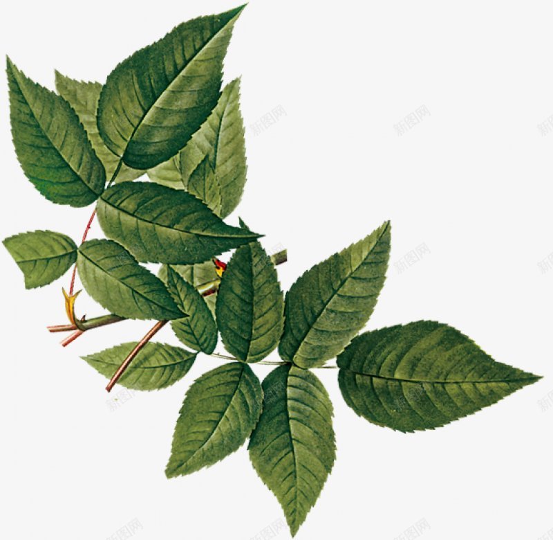 手绘花草materialpng免抠素材_新图网 https://ixintu.com material 手绘花草