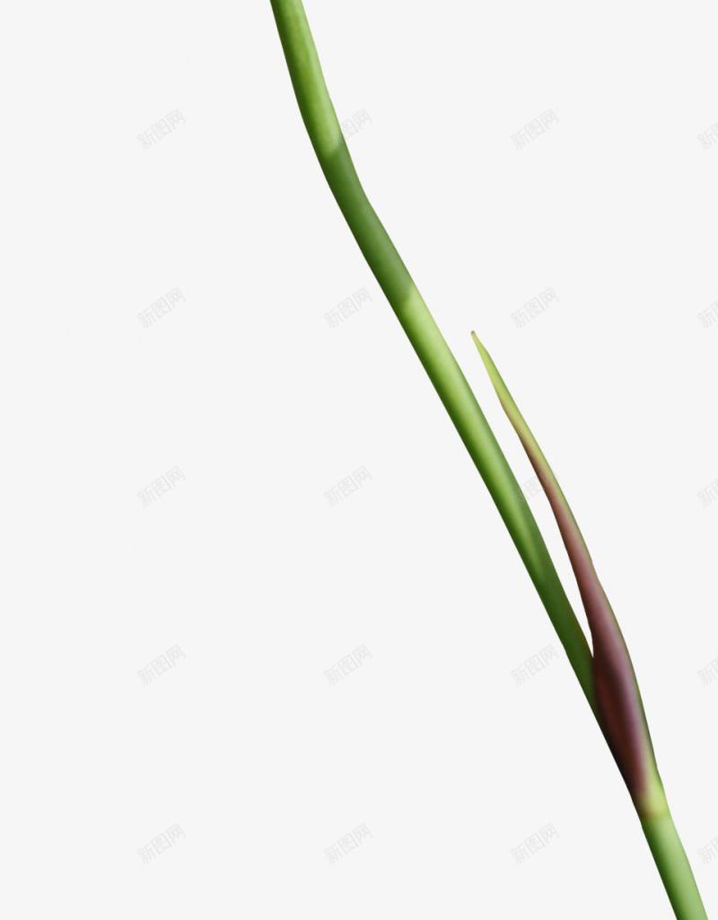 手绘蓝色花朵植物鲜花png免抠素材_新图网 https://ixintu.com 植物鲜花 手绘花朵 植物 蓝色花朵 花瓣 绿色花茎 透明背景图案 鲜花