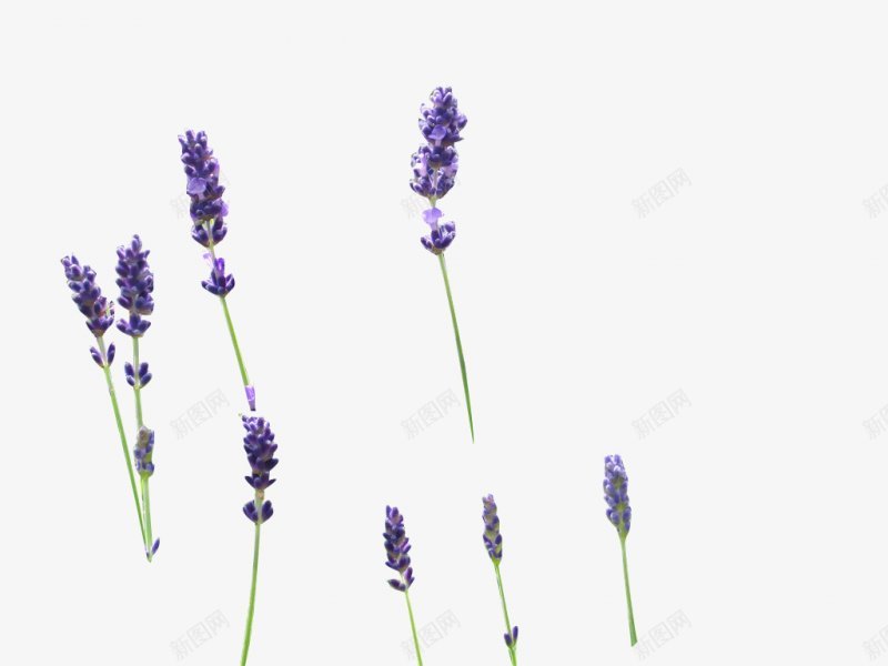 紫色薰衣草透明灬小狮子灬植物花朵鲜花花卉玫瑰花郁金png免抠素材_新图网 https://ixintu.com 免扣 植物花朵 牡丹花 玫瑰花 花卉 花瓣 荷花 薰衣草 郁金香 鲜花