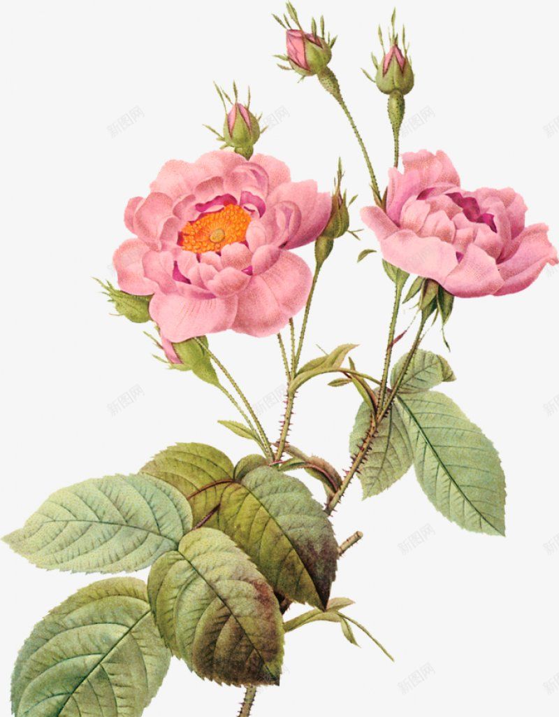 手绘花朵手绘花朵透明小平面花png免抠素材_新图网 https://ixintu.com 平面花 手绘花朵 透明小艺鱼视觉