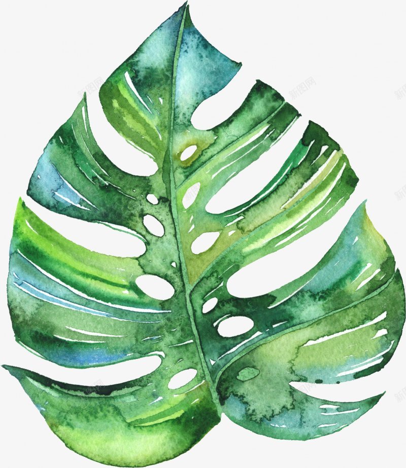 手绘龟背竹植物叶子装饰png免抠素材_新图网 https://ixintu.com 免抠元素 绿色 龟背竹 叶子手绘 植物 绿叶 装饰