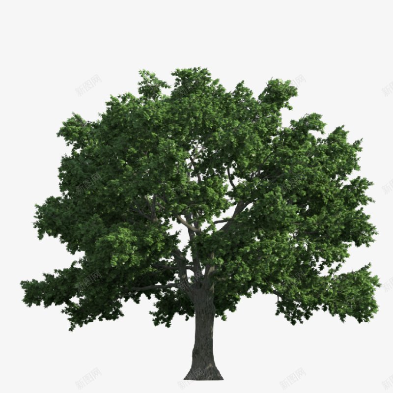 透明树木大全一植物png免抠素材_新图网 https://ixintu.com 植物 透明树木图片大全一