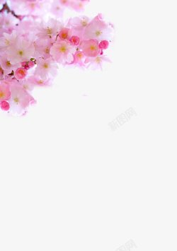 红粉色樱花花朵灬小狮子灬植物花朵鲜花花卉玫瑰花郁金素材