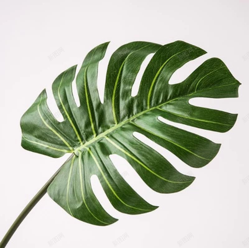 手绘龟背竹植物叶子装饰png免抠素材_新图网 https://ixintu.com 免抠元素 绿色 龟背竹 叶子手绘 植物 绿叶 装饰