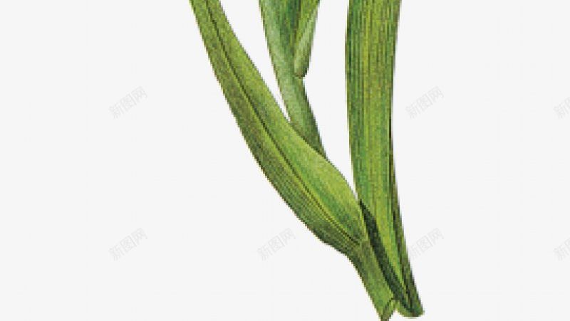 手绘彩绘植物绿叶花朵灬小狮子灬PNS透明底png免抠素材_新图网 https://ixintu.com PNS透明底