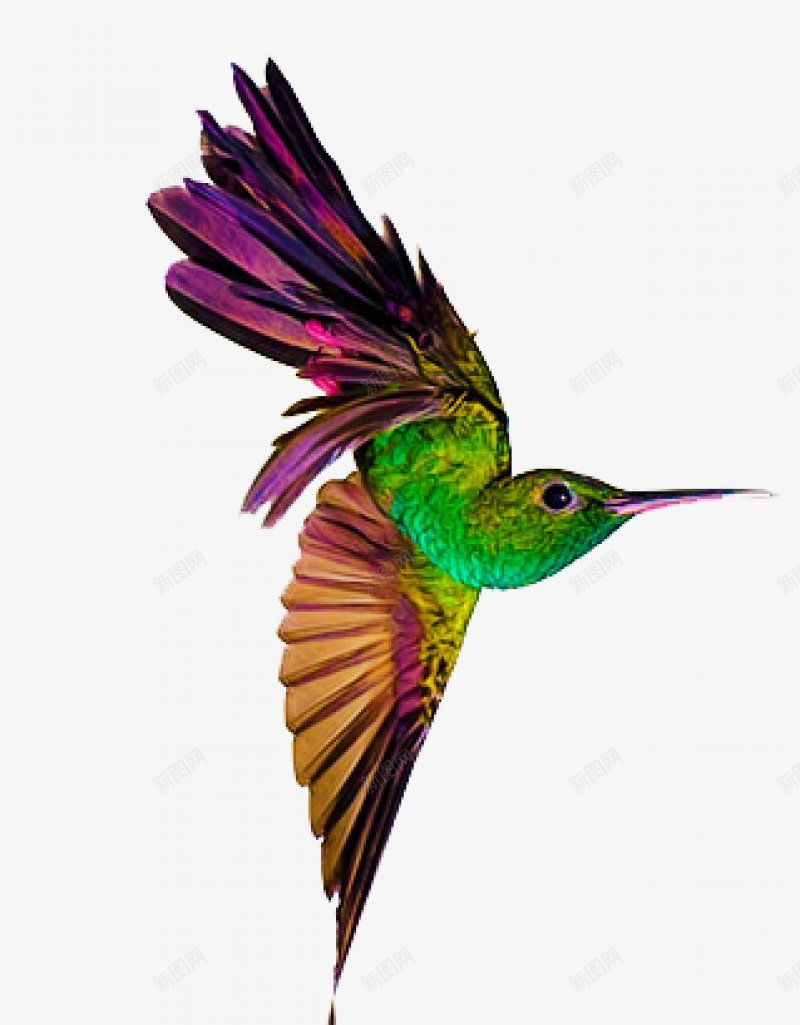 手绘彩色羽毛小鸟装饰插画png免抠素材_新图网 https://ixintu.com 世界动物日 精美扁平 风格 飞翔的鸟 多彩 羽毛 扁平风 动物 手绘 蜂鸟 鸟类 鸟