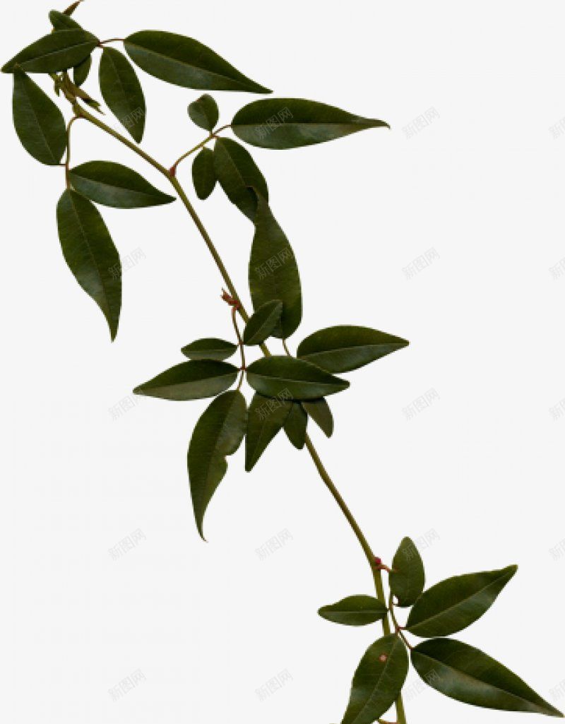 绿叶小草第一集植物png免抠素材_新图网 https://ixintu.com 植物 绿叶小草图片第一集