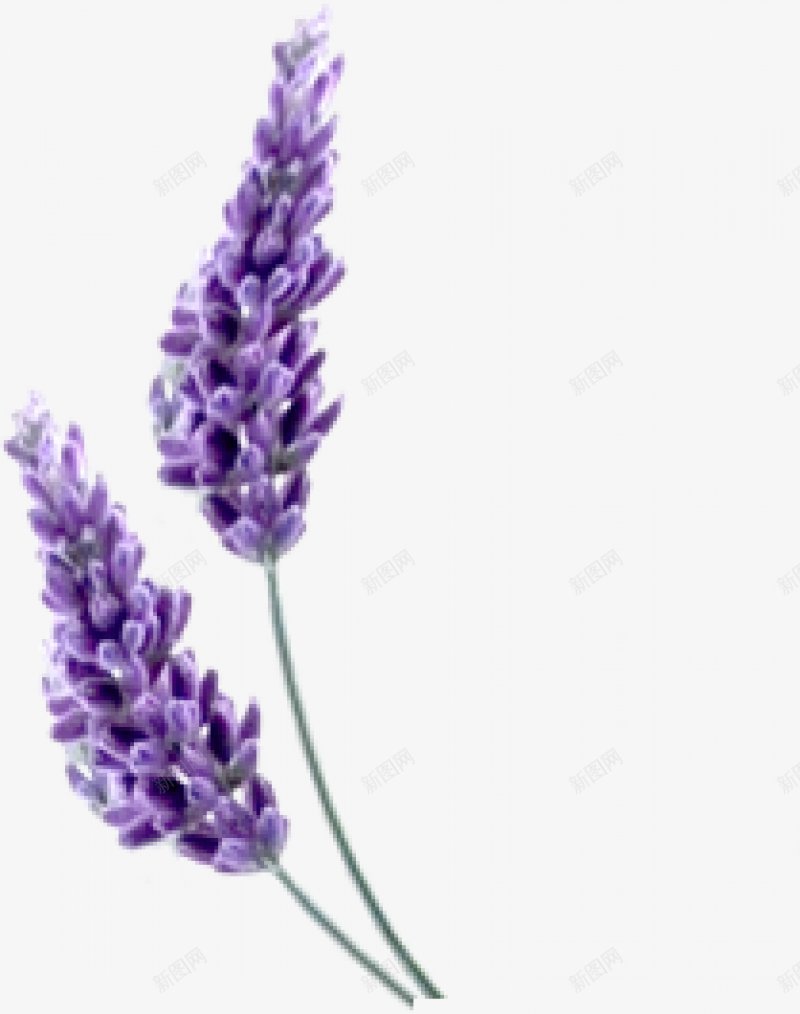 紫色薰衣草透明灬小狮子灬植物花朵鲜花花卉玫瑰花郁金png免抠素材_新图网 https://ixintu.com 免扣 植物花朵 牡丹花 玫瑰花 花卉 花瓣 荷花 薰衣草 郁金香 鲜花